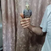 عروس هلندی گم شده