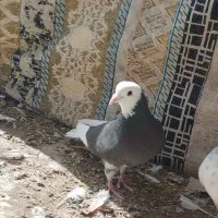 سلام دوتا کبوتر فروشی یا معامله با دمسفید ماده