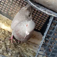 کفتر|پرنده|بیرجند, |دیوار