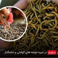 فروش میلورم خشک عمده|خزنده|قلعه قاضی, |دیوار