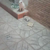 پامرین|سگ|مبارکه, |دیوار