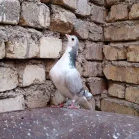 دمگیر نقره ای وسوسکی شکار