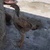 جوجه لاری اوشامو اصیل