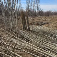 نهال صنوبر ممتاز و ریشه سالم|خدمات باغبانی و درختکاری|آستارا, |دیوار