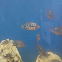 جوجه فلاور کامفا پرخط و خال|ماهی|کرج, گلشهر|دیوار