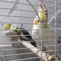 عروس هلندی نروماده