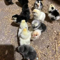 تخم مرغ گوشین تخم اردک مولد زینتی|حیوانات مزرعه|صومعهسرا, |دیوار