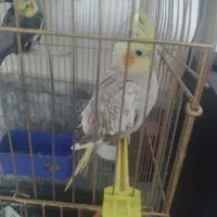 عروس هلندی خوشکل|پرنده|مشهد, موعود|دیوار