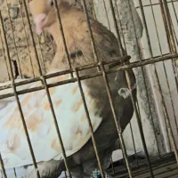 کفترماده سینه سرور ذات قدیم پامیل بزن سروهیکل دار|پرنده|شیراز, کاراندیش|دیوار