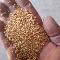 فروش ارزن خارجی