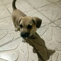 2 قلاده توله سگ پاکوتاه و سرابی|سگ|کرمانشاه, |دیوار