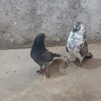 کفتر پرشی تیر ماهی