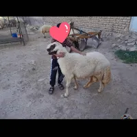 قوچ یا ورن