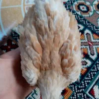 سبرایت بوف سیبرایت بوف