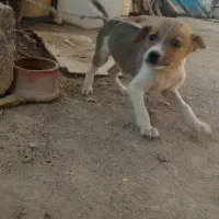 توله برای گله و نگهبانی|سگ|رودخانه, |دیوار