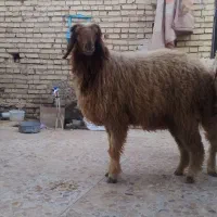 بره ماده|حیوانات مزرعه|اهواز, کمپلو جنوبی|دیوار