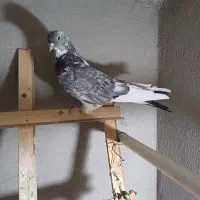 کبوتر اصفهانی قارا