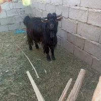 تروشت|حیوانات مزرعه|جالق, |دیوار