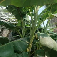 درخت موز