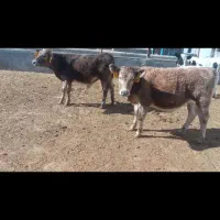 گوساله ماده فرانسوی