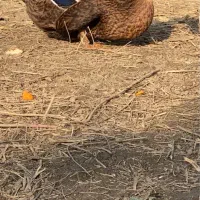 اردک روئن و کایوگا بیگ سایز و مسکویی طوسی دودی|حیوانات مزرعه|قائم‌شهر, |دیوار