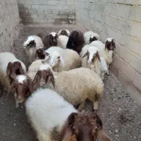 گوسفند داشتی