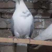 ساده سبز ماده عروسک|پرنده|خان ببین, |دیوار