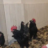 تخم نطفه دار و جوجه یک روزه مرندی|حیوانات مزرعه|بهبهان, |دیوار