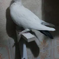 کفتر شهری ،چنگ موشی ،دمبی، طوقی|پرنده|طسوج, |دیوار