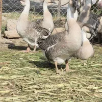 بوقلمون و قوغاز آفریقایی اصل|حیوانات مزرعه|خوی, |دیوار