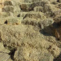 یونجه چین اول|لوازم جانبی حیوانات|مشگین شهر, |دیوار