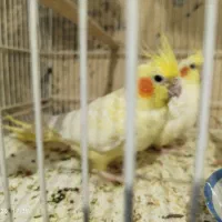انبار کفتر