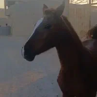 فروش اسب