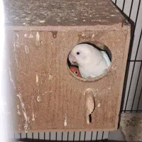 کوتوله برزیلی جفت کارداده