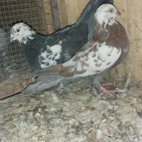 کبوتر