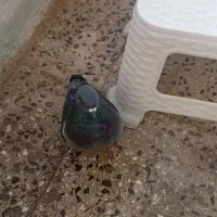 کفتر پلاکی ماده معاوضه با رنگی نر