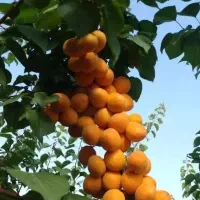 شروع پیش فروش نهال زردالو انبه ای