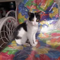 واگذاری بچه گربه تاکسیدو ماده|گربه|قائم‌شهر, |دیوار