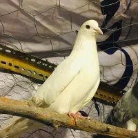 کبوترپرشی ،لاری