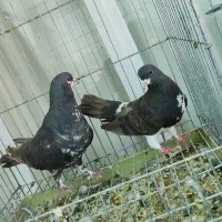 خال سرکه ای ماده .دم تخت 14نخ دم