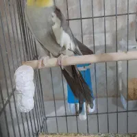 عروس هلندی نروماده سرحال