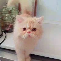 پرشین کاراملی نر