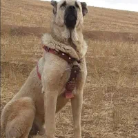 سرابی نر اصیل از نوه بزسر خاب|سگ|مشهد, میان ولایت|دیوار