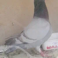 این کبوتر گم شده مژدگانی|حیوانات|خرم‌آباد, |دیوار