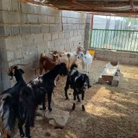 بز و کهره داشتی