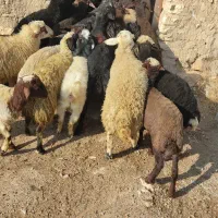 کاور 65 راس 5 راس ماده|حیوانات مزرعه|کرفتو, |دیوار