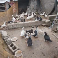 قاز بوقلمون اردک اسرائیلی با اردک محلی