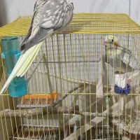 عروس هلندی|پرنده|مهاباد (آذربایجان غربی), |دیوار