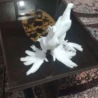 کبوتر پاپر بلند