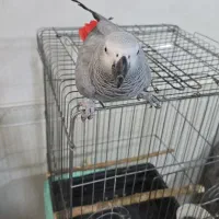 کاسکو دم قرمز